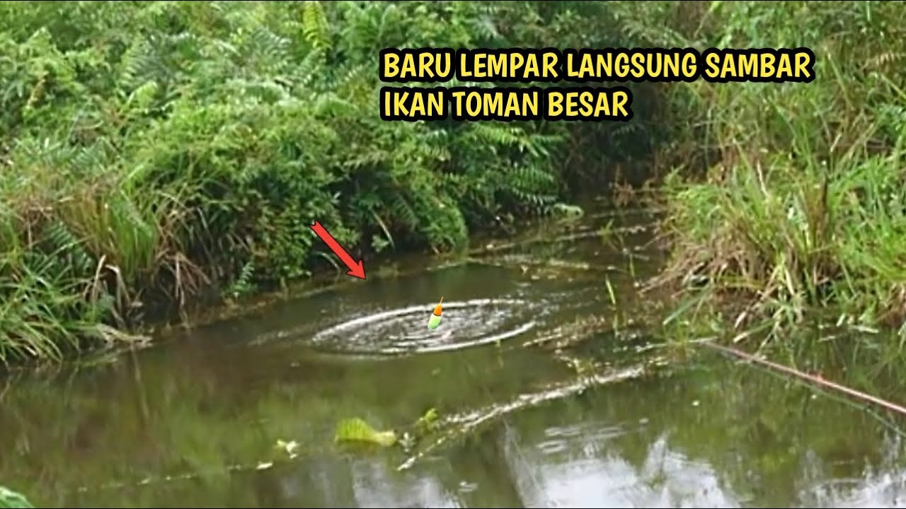 MANCING PAKAI UMPAN BELUT LANGSUNG SAMBAR IKAN TOMAN BESAR!!