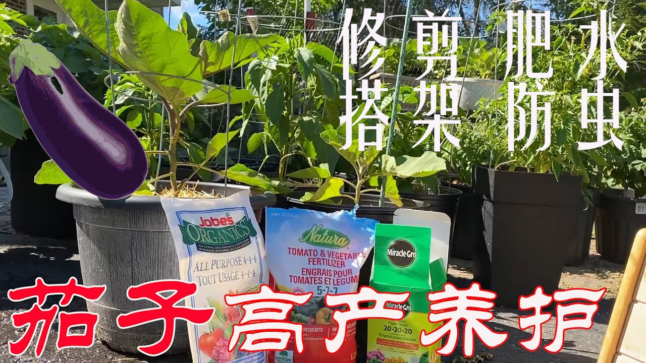 【渔耕笔记】种茄子 |  茄子种植中期养护 如何修剪追肥搭架及防虫