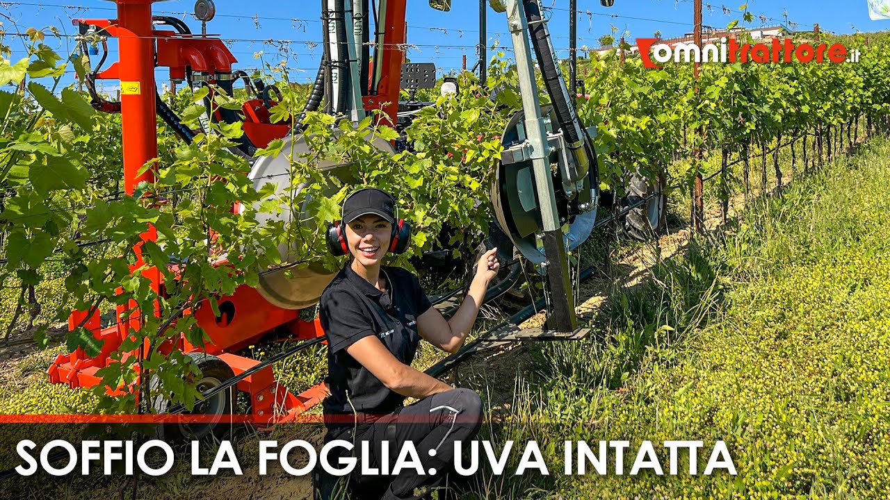 OLMI 450 R: defogliatrice pneumatica vigneto 🍇 (by Giulia Tonello 🚜)