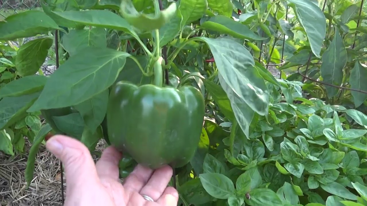 TTTT- TEA TIME TUESDAY TOUR - SEPTEMBER VEGGIE AND HERBS
