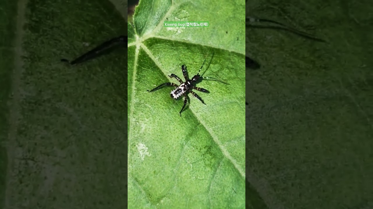 Kissing bug #stink bud #nature #insect