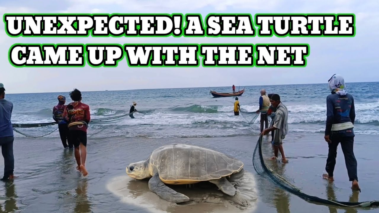 Wow! An Unexpected Moment While Pulling the Net, a Sea Turtle Got Caught