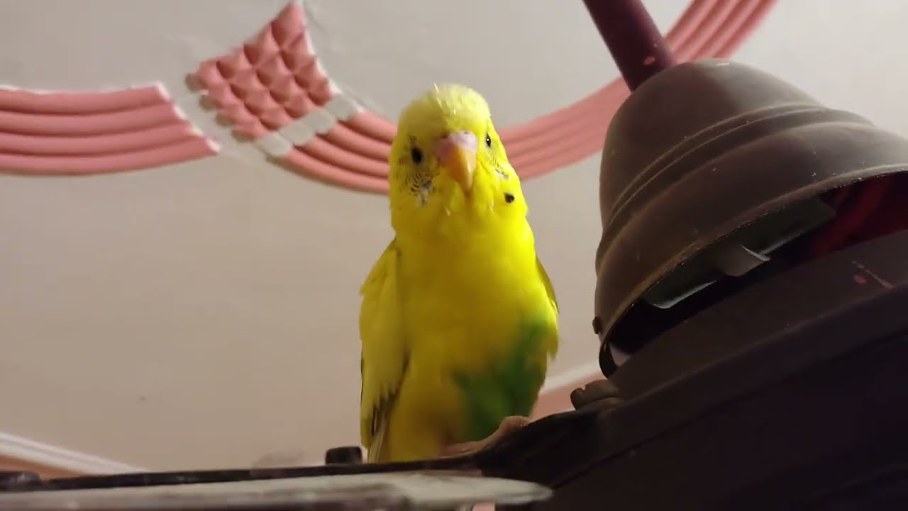 Budgies parrot 🦜 talking funny daily upload vlogs 💞💞#cutebirds#budgies parrot vlogs