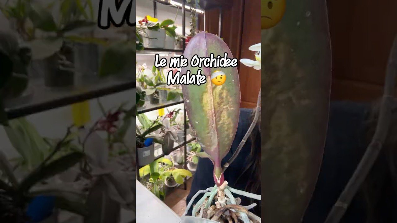Le mie orchidee malate