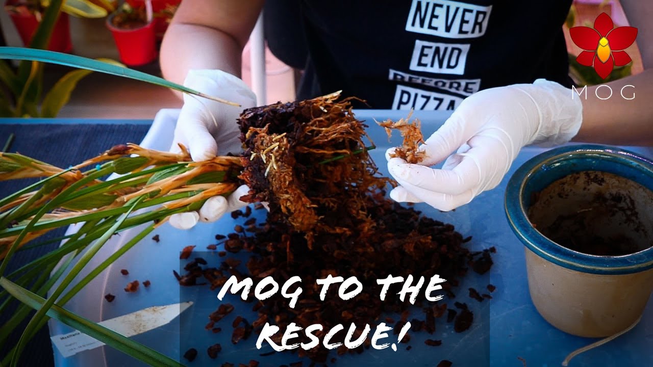 Coconut Orchid in trouble! - Self watering pot fail & fix!