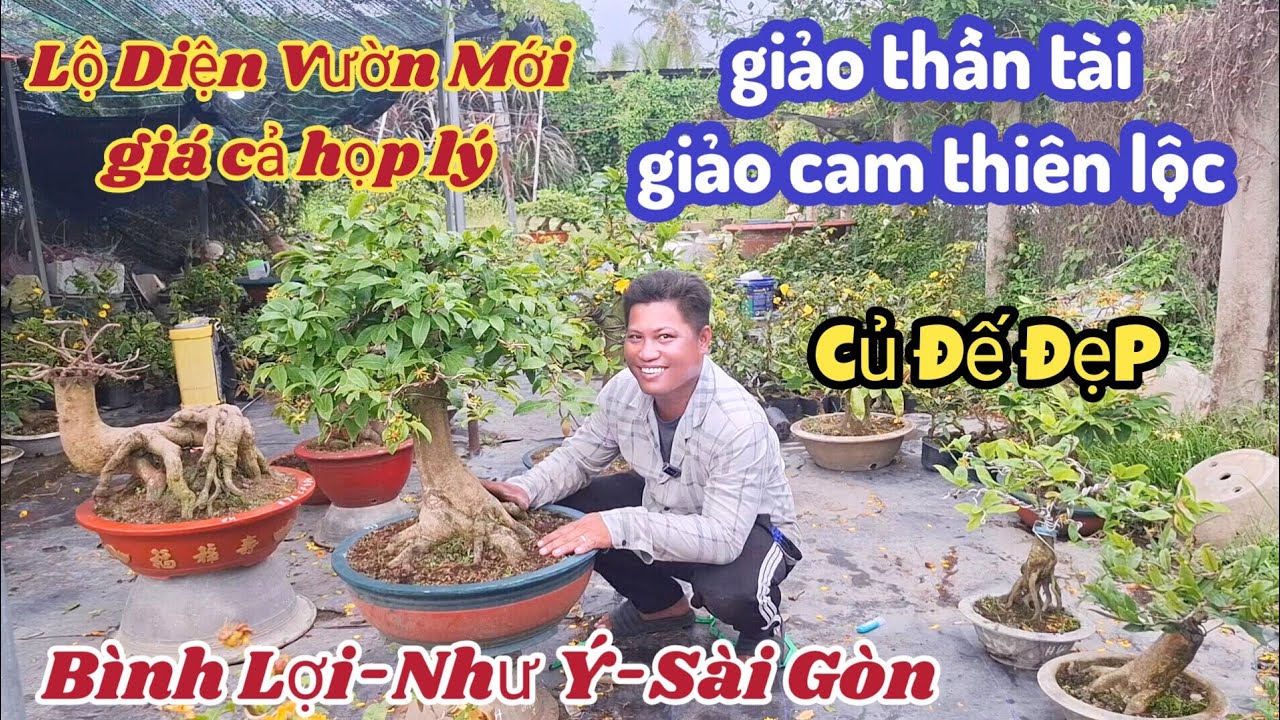 14/03/2026💥Mai vàng mai giống mới, giảo cam thiên lộc, giảo thần tài, giảo như ý, Bình Lợi, sài gòn 