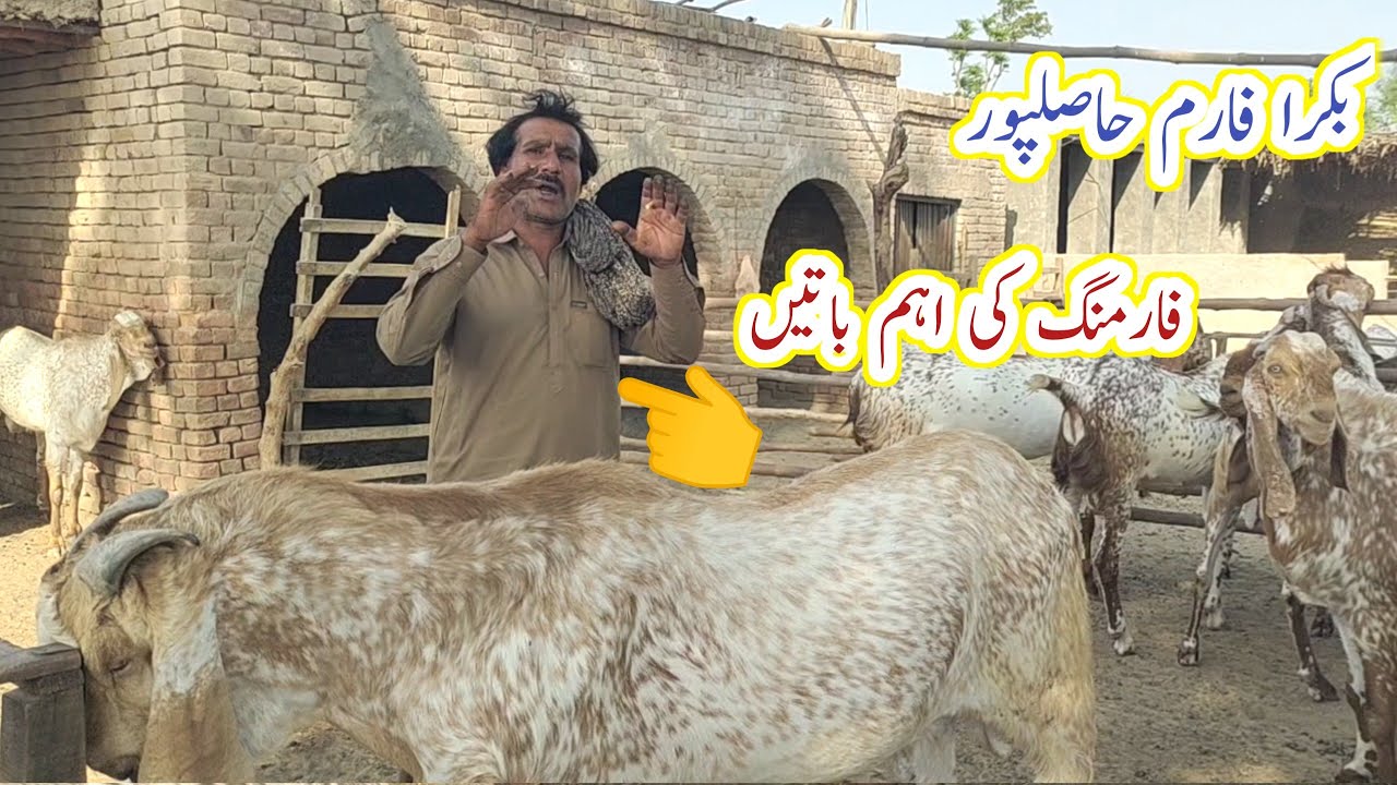 Bade bakaron ka Kamyab farm | bakra farm Hasilpur | Qurbani 2024 | 4 Apr 2024 |gillani goat farm