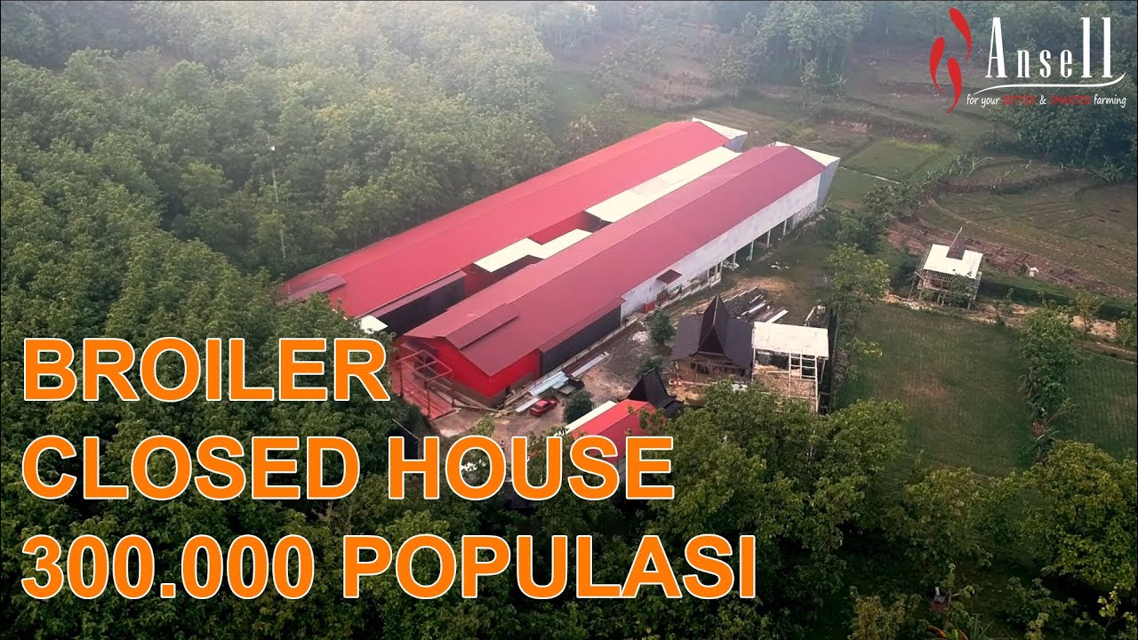 [Farmer Story] Black Hoe Farm | Review Kandang Broiler Closed House 300.000+ Populasi di Ngawi