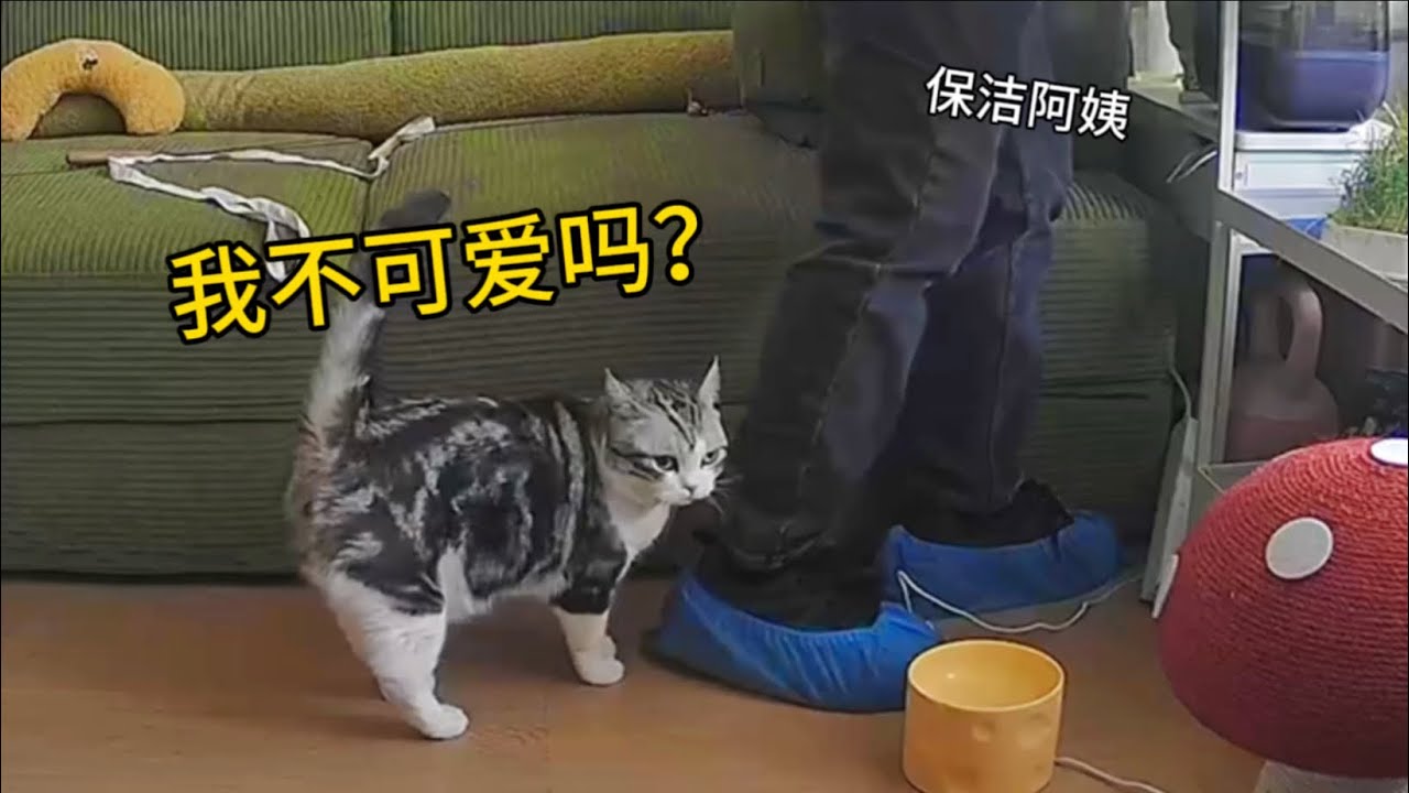 社牛貓對保潔阿姨急了！你來我家不摸我！？