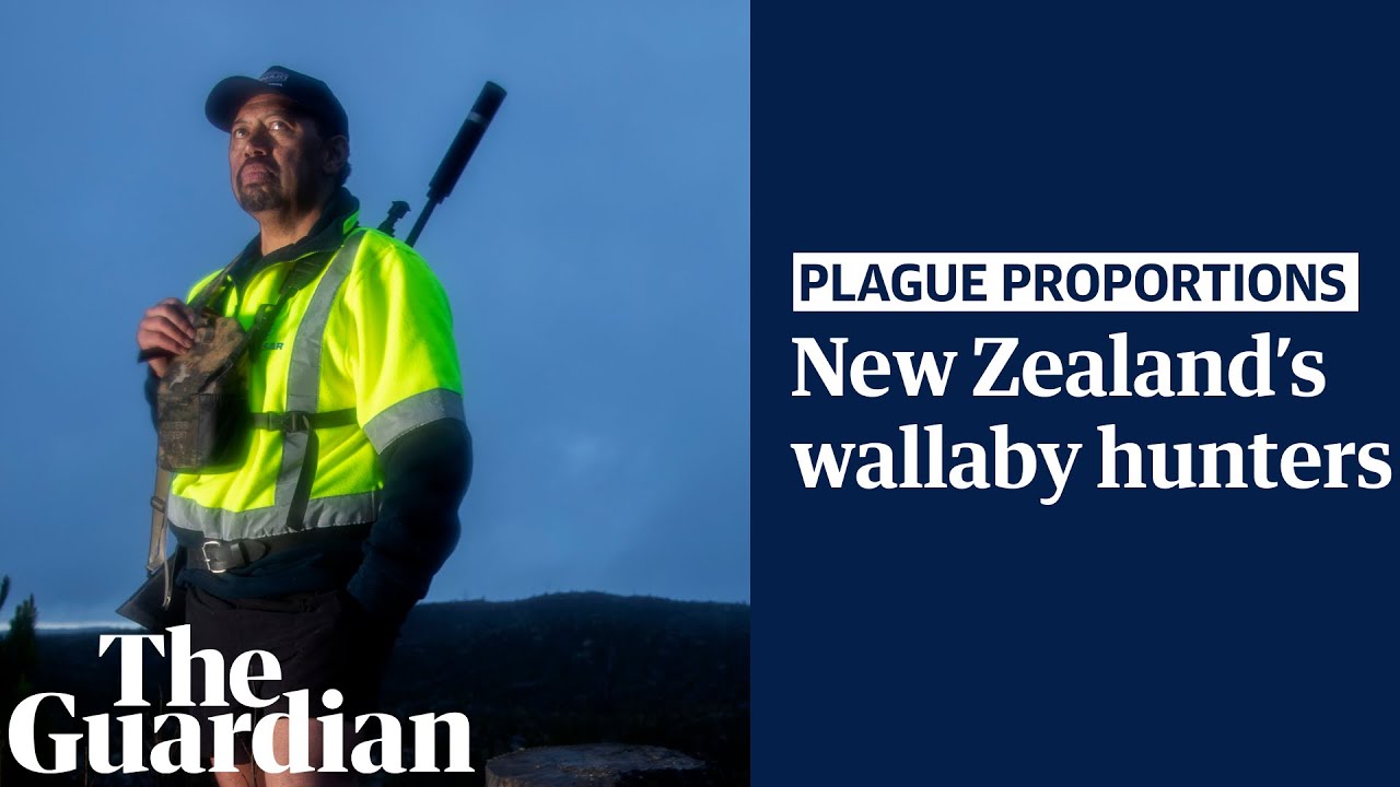 'Plague proportion': New Zealand’s wallaby hunters cull invasive species