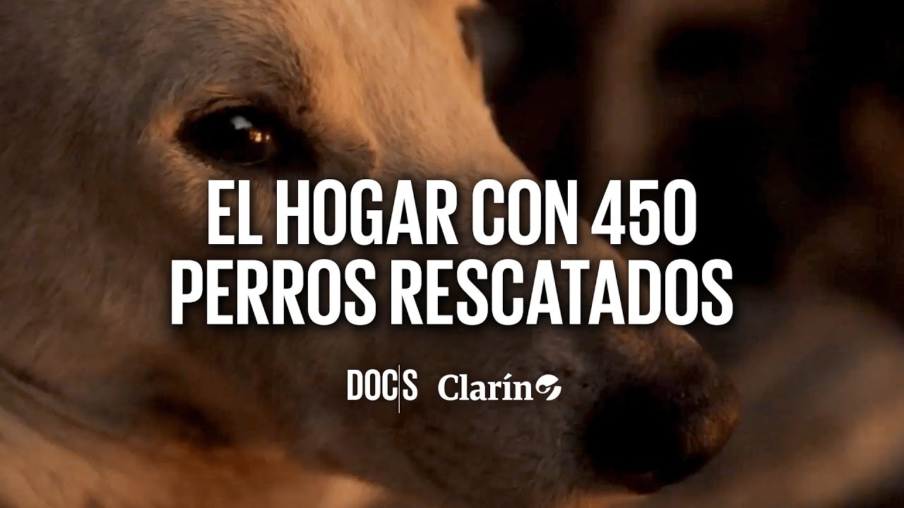 PERROS RESCATADOS: el REFUGIO de 450 animales ABANDONADOS