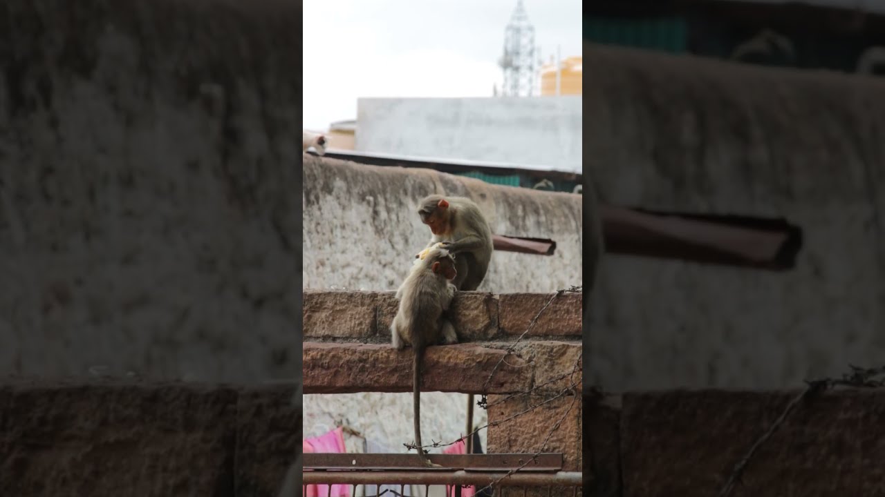 Maize मज़ा... | Bonnet Macaque Monkey