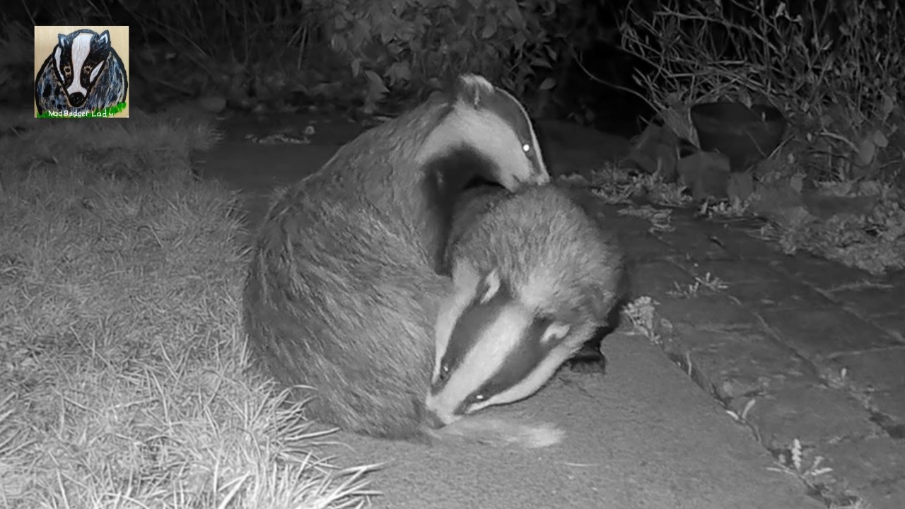 Badgers Grooming