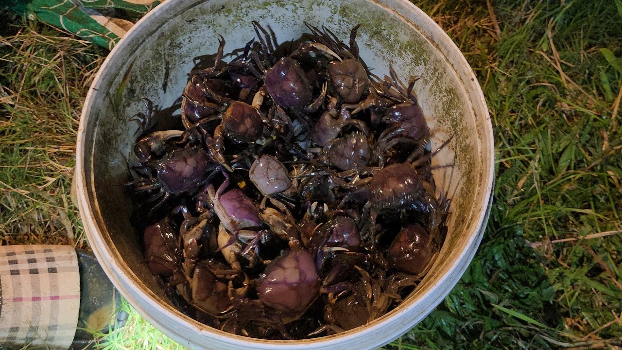 Crab Hunting at Night | Adventure in the Dark