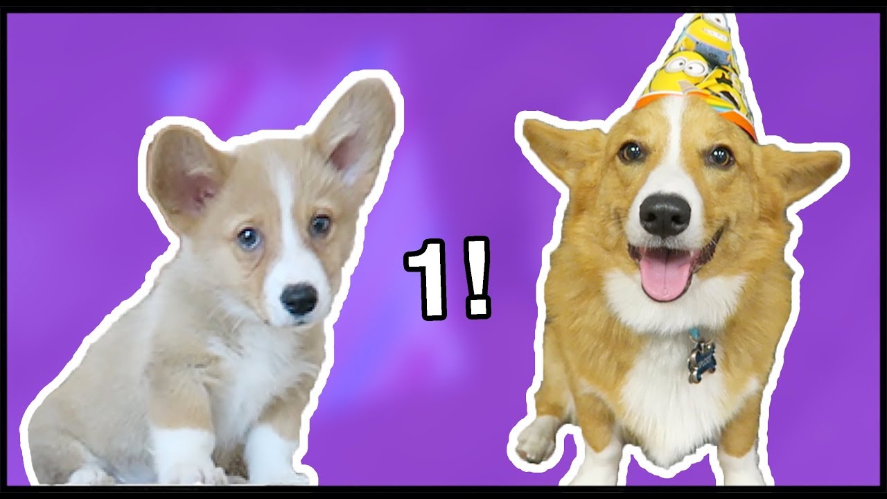 Corgi Puppy's 1st Birthday!