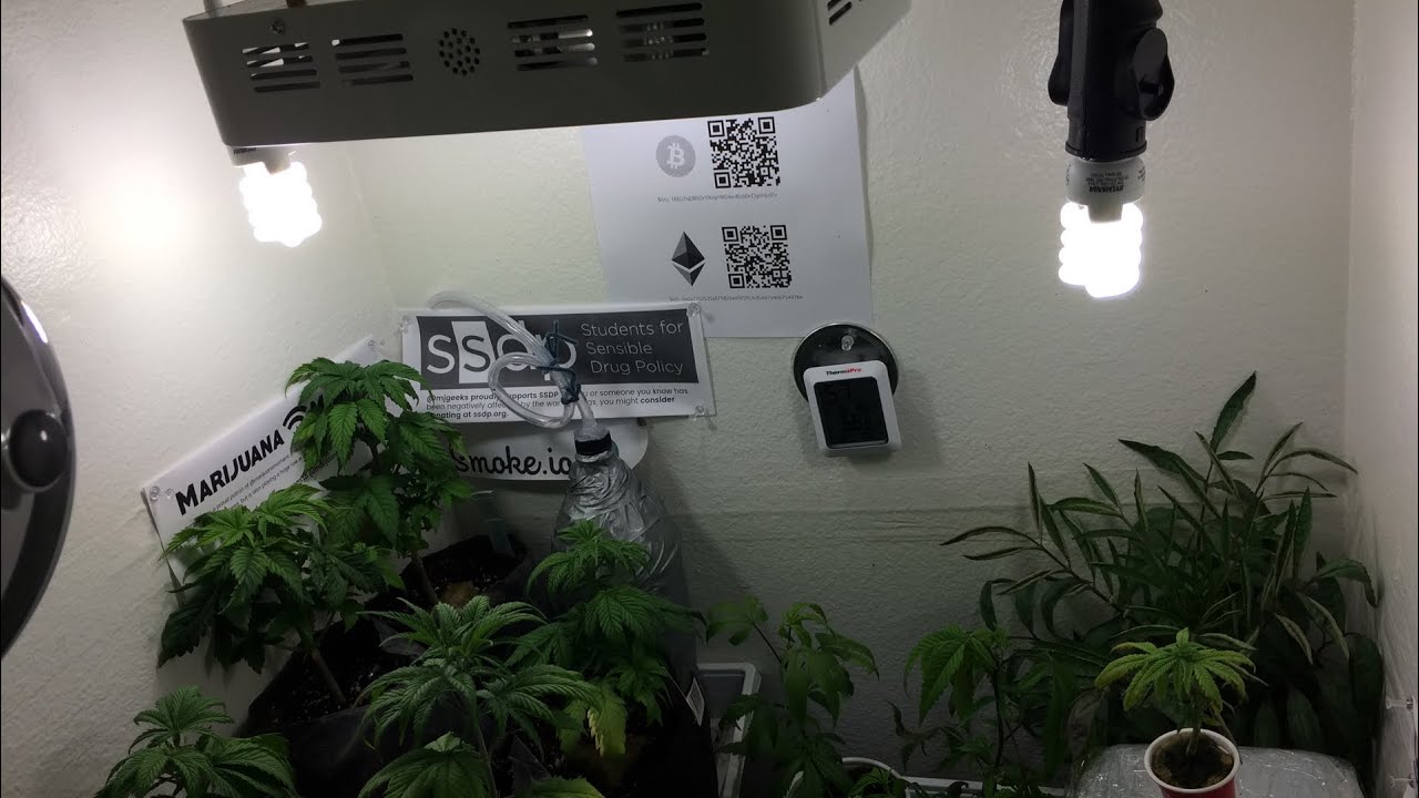 MJ geeks grow blog update
