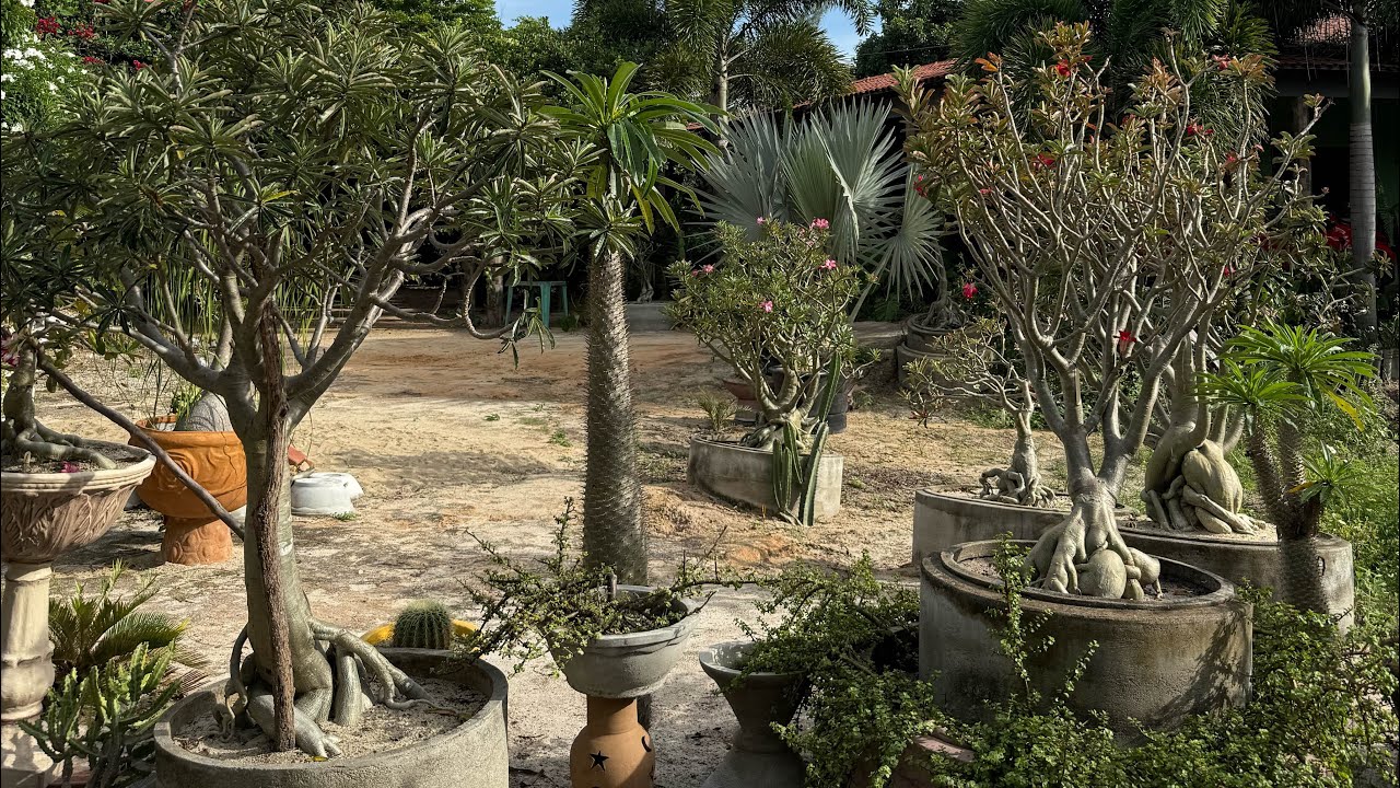 Rosas do deserto gigantes