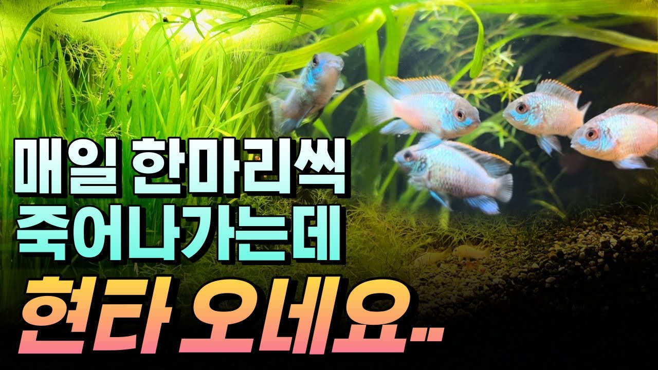 어항에서 물고기가 죽는 타입(?)들과 예방법 (몰살, 하루 한마리씩 폐사 등)