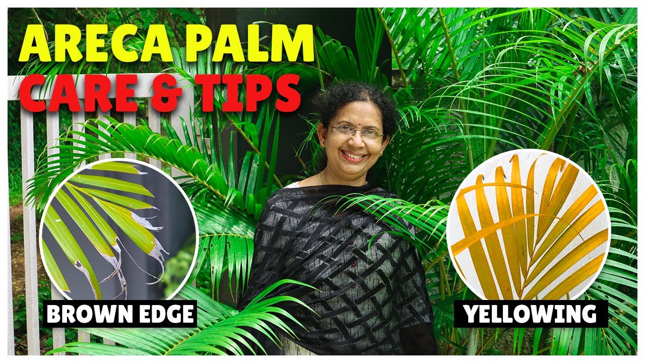 Areca Palm Care | Fixing Brown Tip and Yellowing of Areca Palm