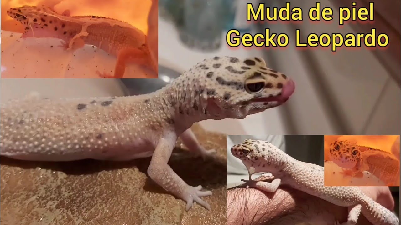 Muda de piel gecko!!🦎🦎