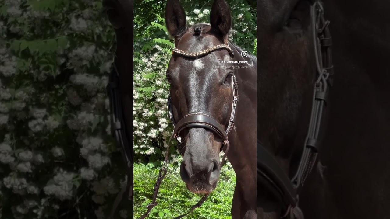 CR Harmony Bridle Gold Edition 💛💛💛💛💛 omg so sch&ouml;n 🤩 gebisslos reiten #bitlessbridle