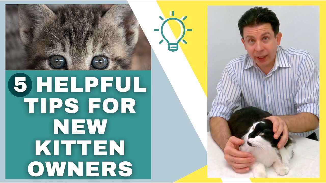 Five things to know before getting a kitten