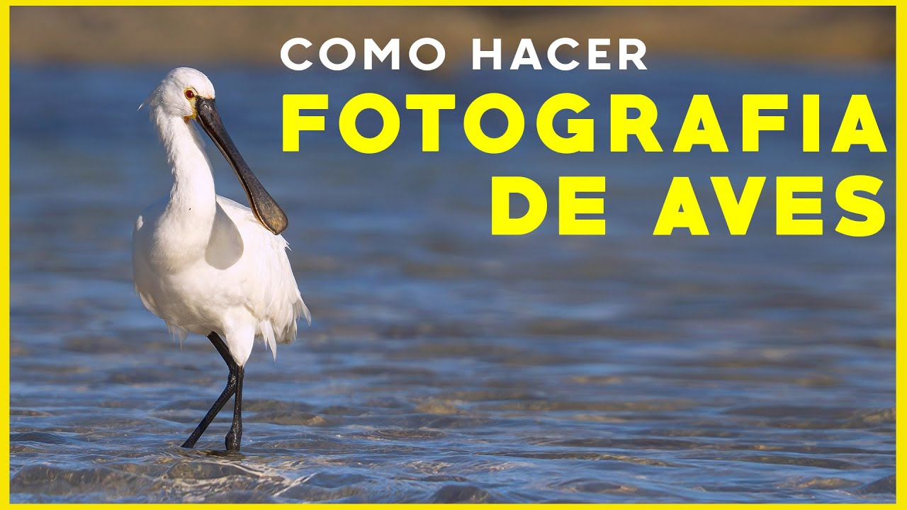 Como hacer fotografía de aves