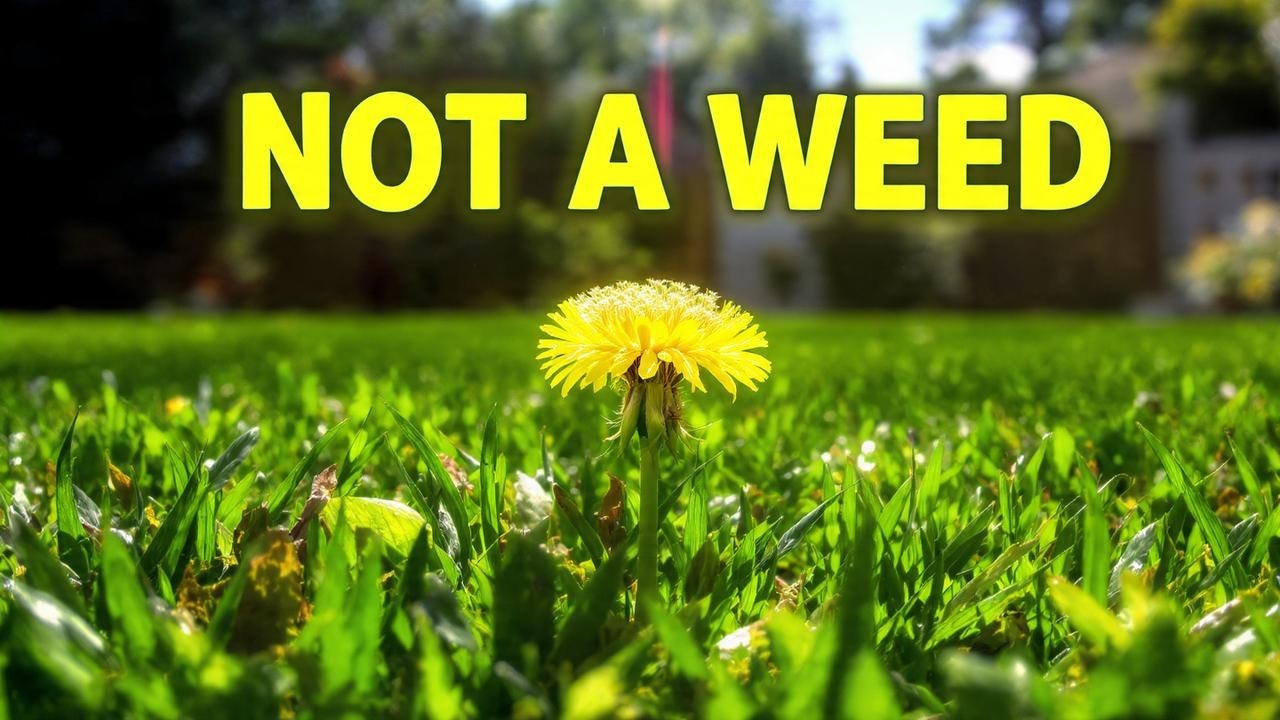 The Most Important Weed You’re Currently Destroying