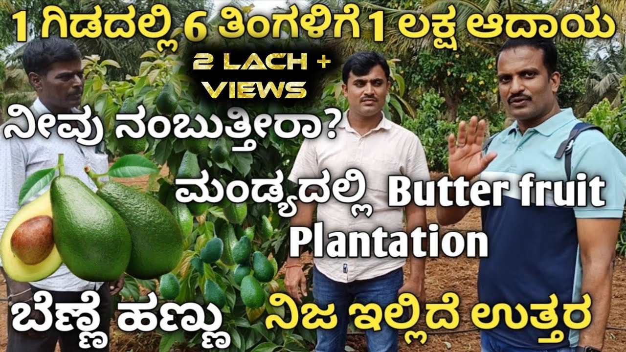 ಬೆಣ್ಣೆ ಹಣ್ಣು|Butter fruit in mandya|Avacado fruit|Balloon Butter fruit|Bulb Butter fruit|Hash fruit|