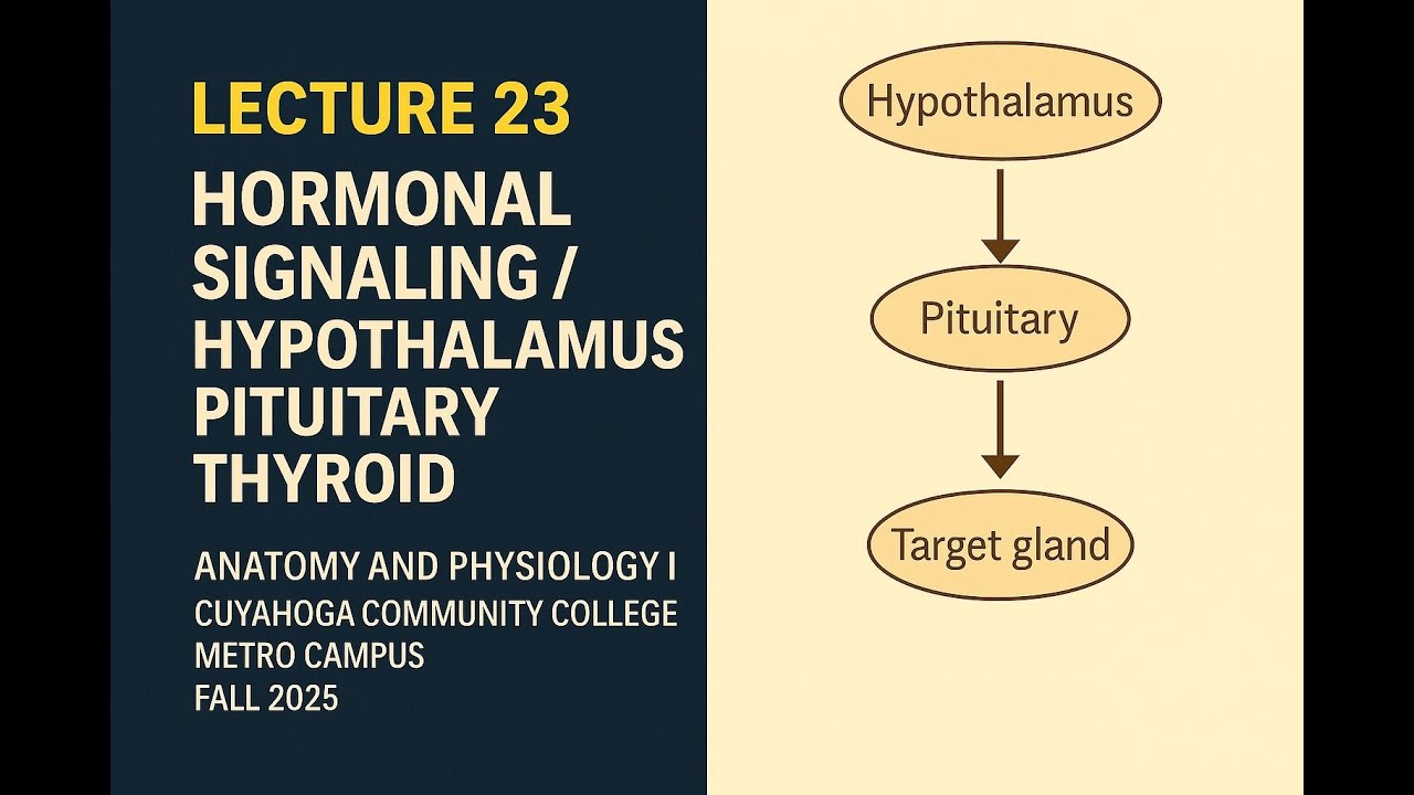 Lecture 23: Hormones. Hypothalamus. Pituitary. Thyroid | BIO 2331 Tri-C Anatomy & Physiology I