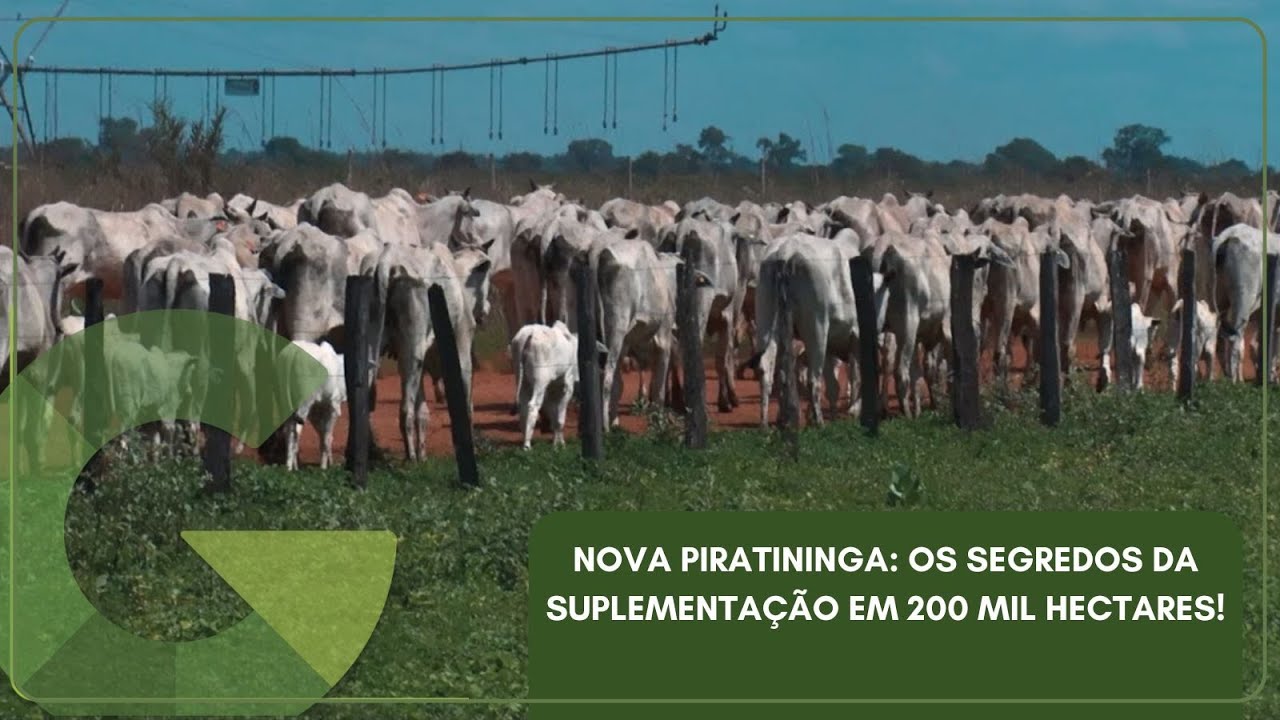 GESTÃO GIGANTE: O PLANO DA MAIOR FAZENDA DO BRASIL PARA A SECA!