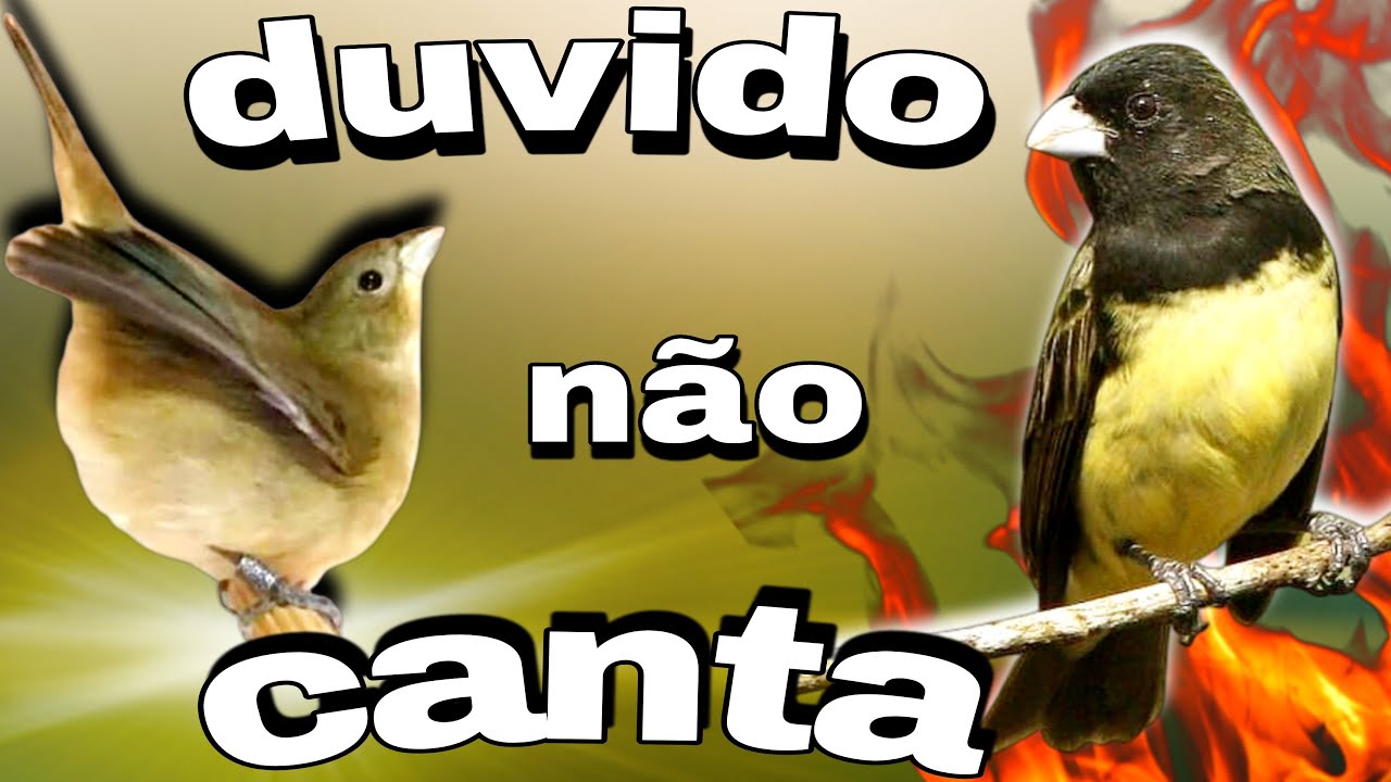 piado de fêmea de papa capim vai deixar seu papa capim cantando