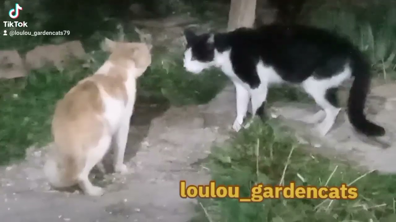 😾🐈‍⬛🌃
