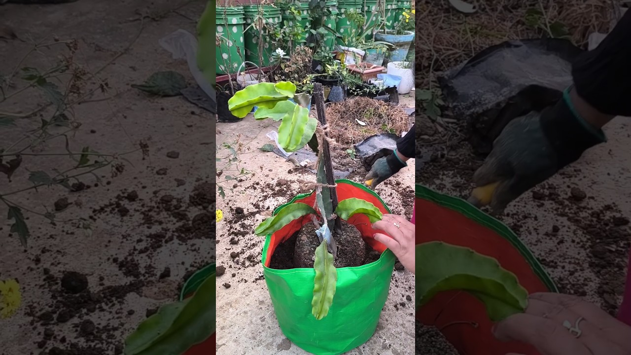 #terracegardening  #gardeningtips  #cuttingsgrow  #rooftopgardening  #shorts