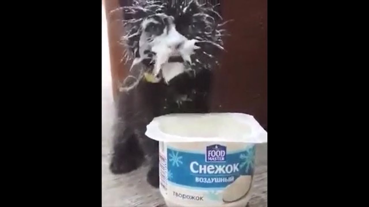 Roztomil&eacute; kočky 😻