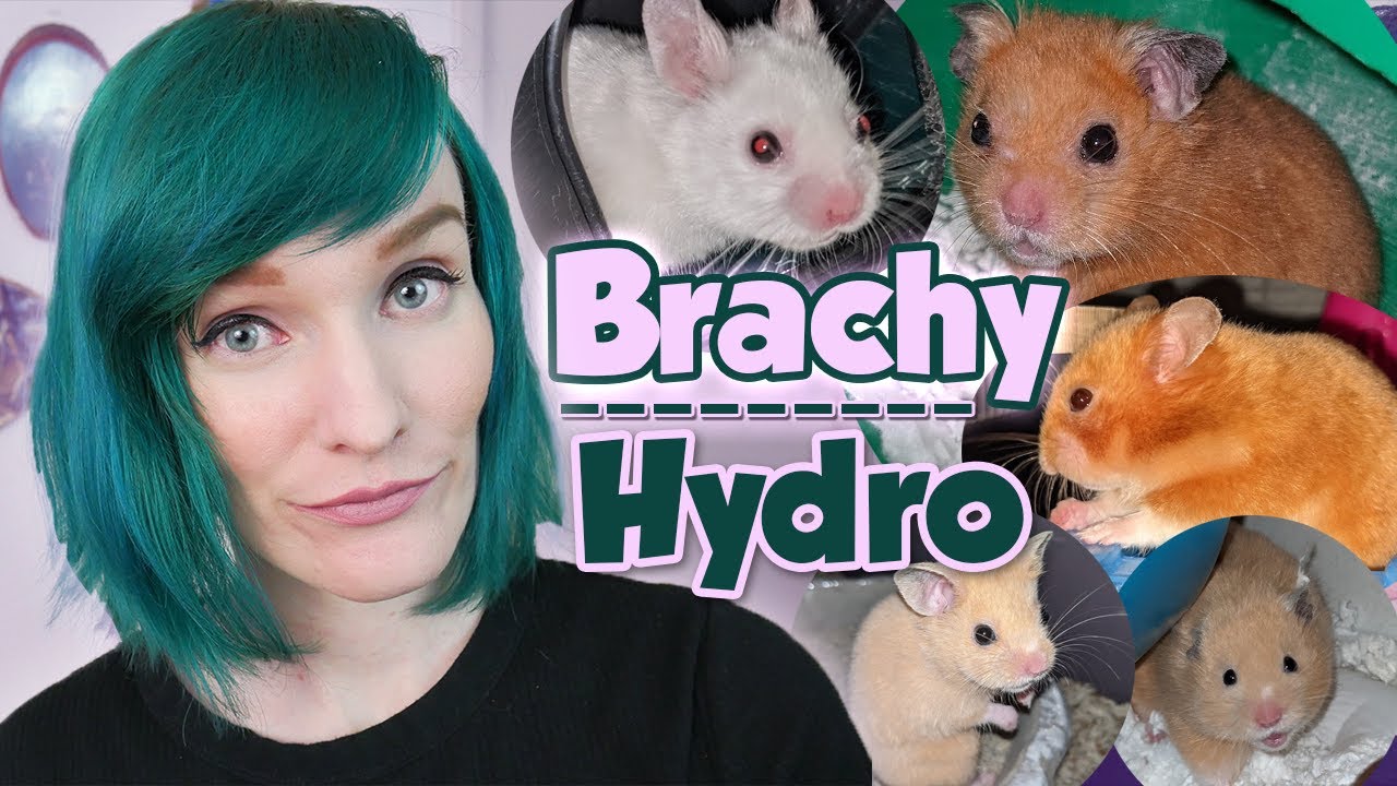 Introduction to Brachycephalic & Hydrocephalus Hamsters | Munchie's Place