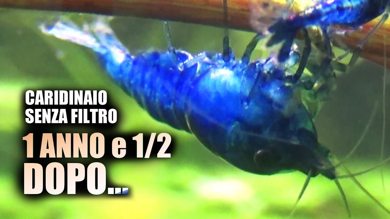 Caridinaio SENZA FILTRO: 1 Anno e Mezzo DOPO!
