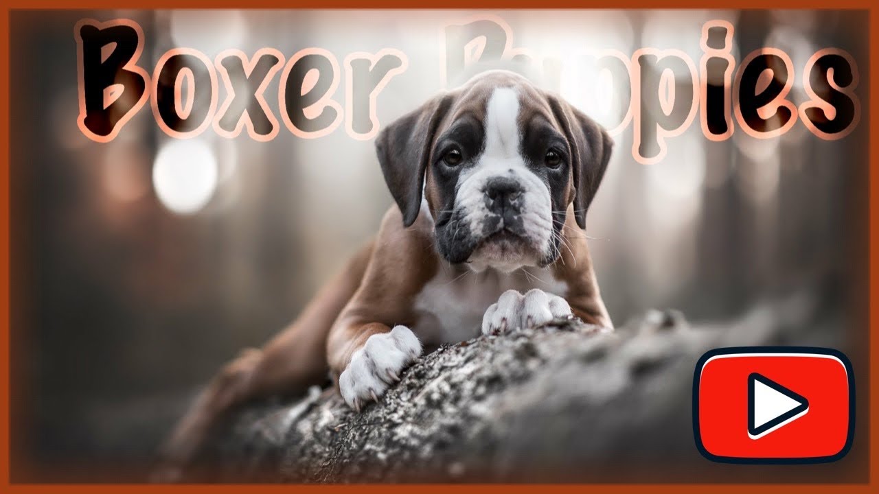Deutscher Boxer | Ausflug in den Wald 🌲🍁🍄