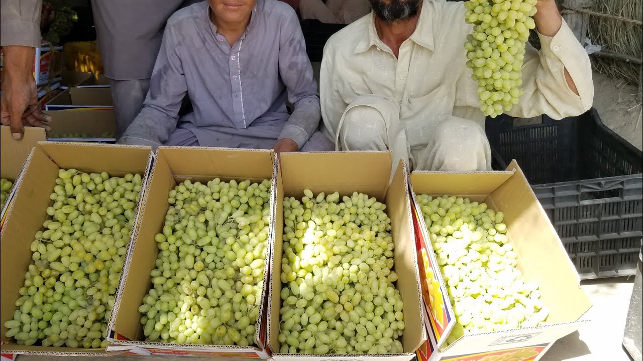 grapes farm packing of chaman qilla Abdullah balochistan چمن قلعہ عبداللہ کے انگور بلوچستان پیکنگ