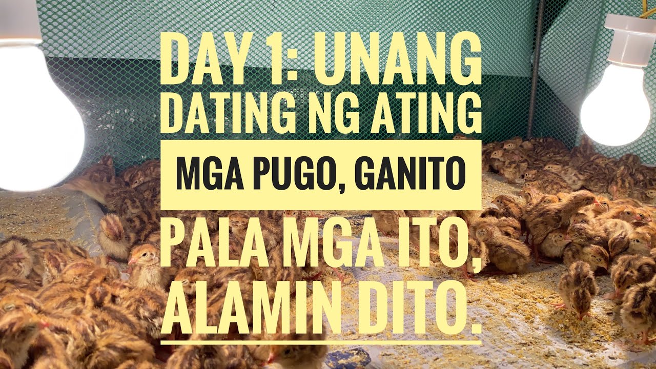 Day 1 ng ating mga sisiw na pugo, panoorin kung paano ang gagawin natin.