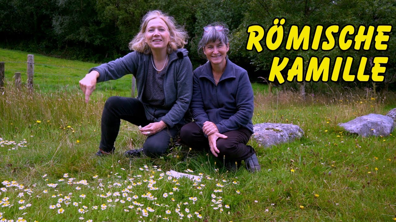 Das Stehaufmännchen/Frauchen: Die römische Kamille - mit Eliane Zimmermann