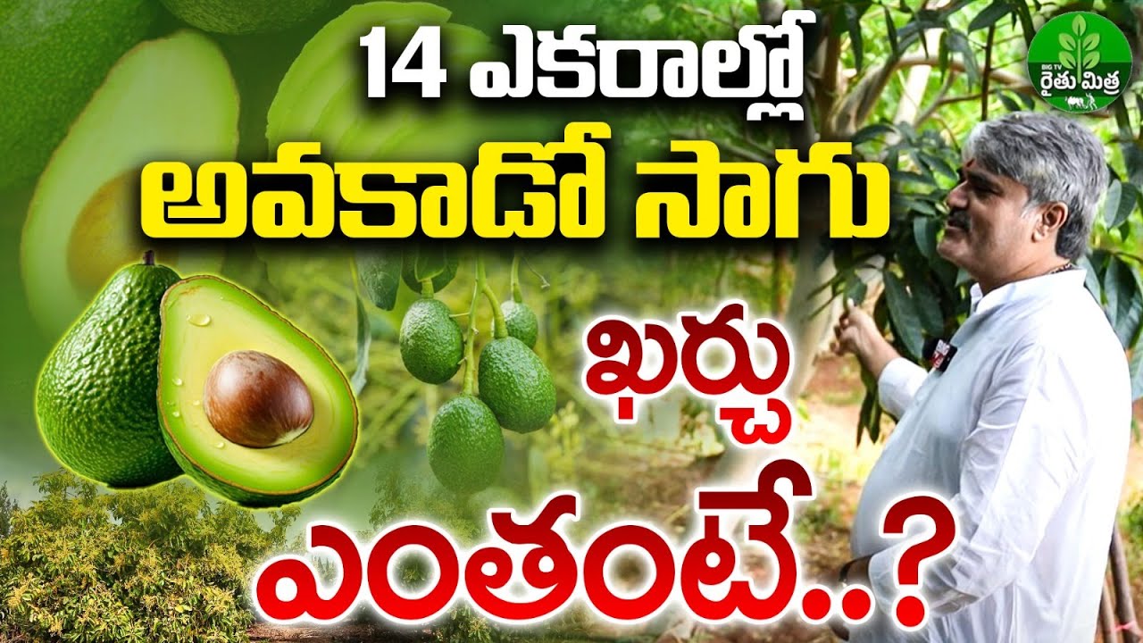 Avocado Farming Tips | తెలంగాణాలో అవకాడో సాగు | Avocado & Mahogany Farming Guide | BIG TV