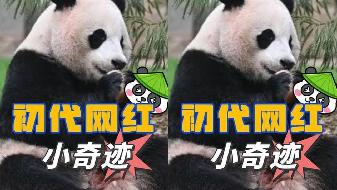 小奇迹永远都是笑着奔向王奶爸的，双向奔赴的“父子情”有多感人？#小奇迹
#王奶爸 #熊猫 #温情 #熊猫饲养员