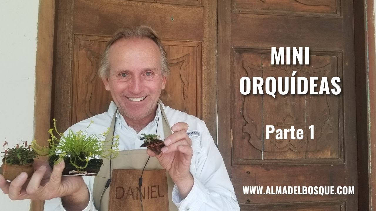 Mini orquídeas - Primera Parte - Alma del bosque