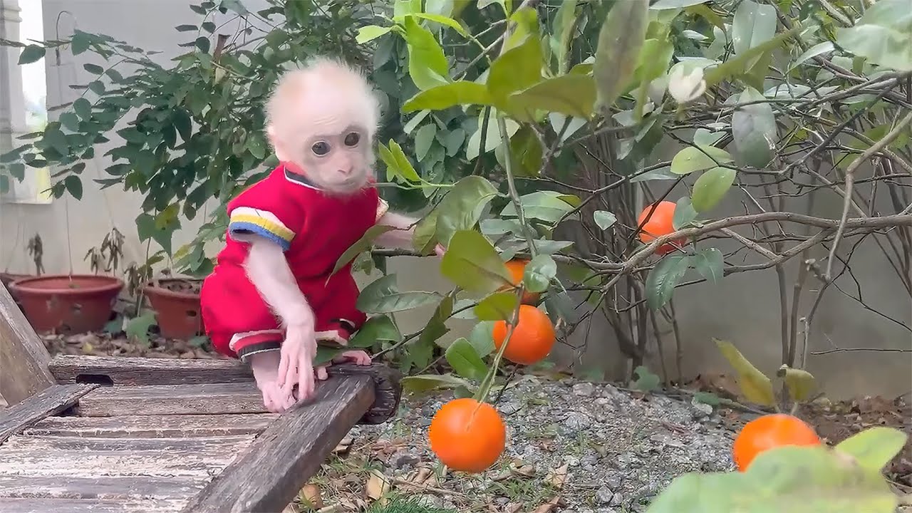 Baby monkey surprises Dad by picking oranges for him to eat
