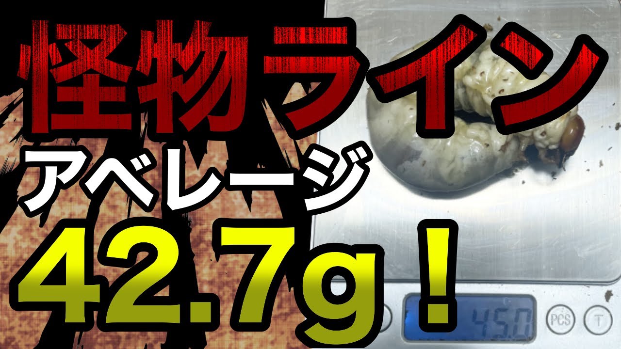 40g連発？衝撃の3本目菌糸ボトル交換！