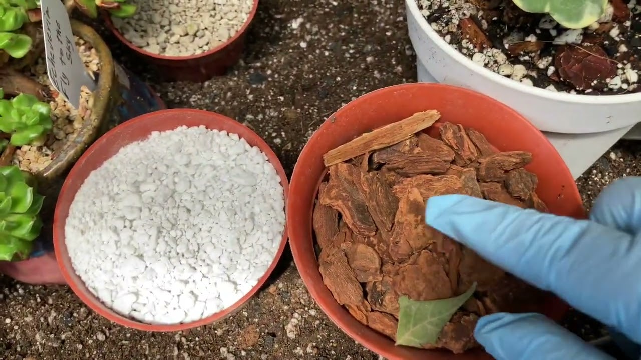 Porqué no te recomiendo la arena y piedra de río para tus plantas!