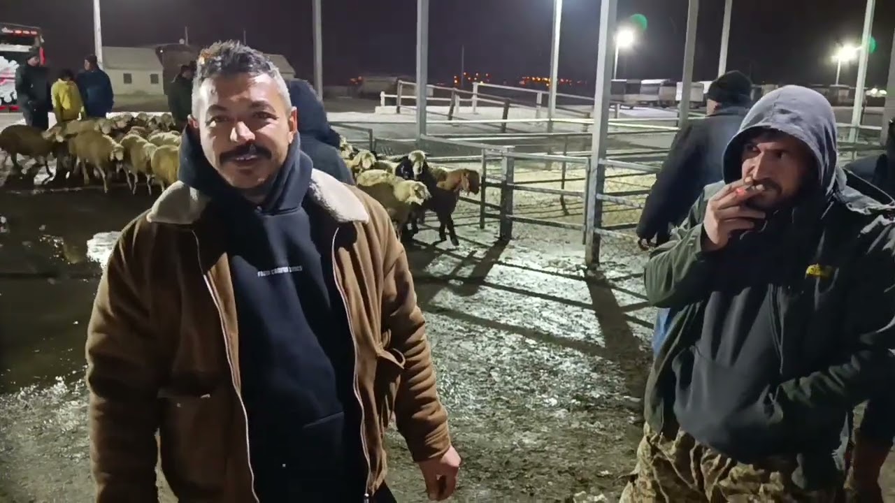 07 Mart 2026 SİVAS ŞARKIŞLA CANLI HAYVAN PAZARI .!!! 1. bölüm 