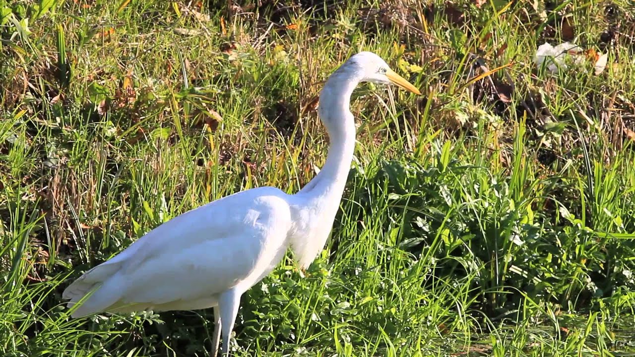Mad&aacute;rvil&aacute;g - Nagy k&oacute;csag hal&aacute;szik (Great White Egret Fishing)