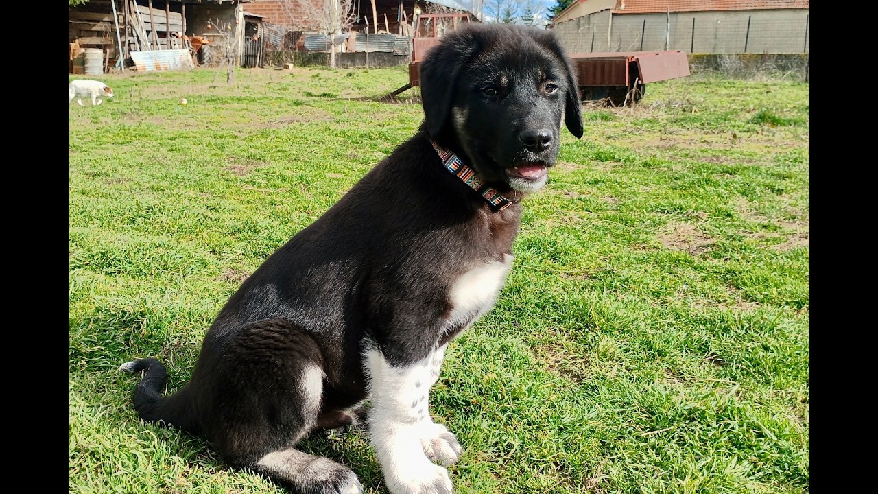 ATLAS